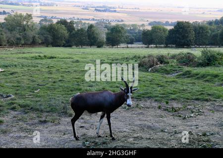 Rhino Lodge im Port Lympne Animal Reserve, Kent, Großbritannien Stockfoto