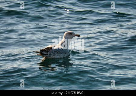 Eine schwimmende Möwe in der Ostsee. Nahaufnahme des großen Vogels. Nahaufnahme Stockfoto