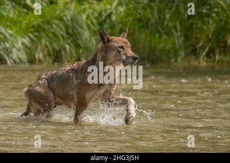 Grauer Wolf (Canis lupus) im Fluss. Bieszczady-Gebirge. Polen Stockfoto