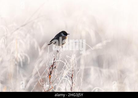 Männlicher Steinechat (Saxicola rubicola), der auf einer frostbedeckten Pflanze unter weißen, frostigen Gräsern thront, Winterszene im Januar, Großbritannien Stockfoto