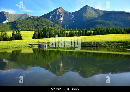 Die beiden höchsten Berge der Belianske Tatra, Havran und Zdiarska vidla, in der Abendsonne. Eine gelbe Blumenwiese und ein Teich davor. Stockfoto