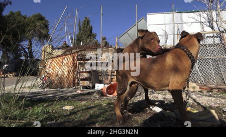 Jerusalem, Israel. 17th Januar 2022. Hunde paaren sich, während Mitglieder der israelischen Sicherheitskräfte Wache auf dem Gelände des Familienhauses eines Palästinensers, Salhiya, stehen, das am 17. Januar 2021 in Jerusalem, Israel, im Scheich-Jarrah-Viertel geräumt werden soll. Salhiyas Familie ist seit 2017 mit einer Räumungsdrohung konfrontiert, als das Land, in dem sich sein Haus befindet, für den Schulbau bestimmt wurde. Das palästinensische Viertel Sheikh Jarrah ist derzeit das Zentrum einer Reihe von Eigentumsstreitigkeiten zwischen Palästinensern und rechtsgerichteten jüdischen Israelis. Einige Häuser wurden von israelischen Gebäuden besetzt Stockfoto