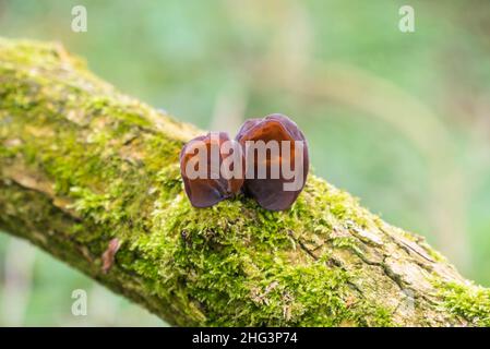 Gelee Ohr Pilze Auricularia judae Aurikel - (Auriculariaceae) auch als Juden Ohr, Ohr, am Moos bedeckt verfallende Ältester Zweig. Herefordshire UK. Stockfoto