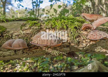 Gelee-Ohrenpilze Auricularia auricula-judae (Auriculariaceae) auch als Judenohr, Holzohr, wächst auf verfallenden Baum. Herefordshire, Februar 2021. Stockfoto