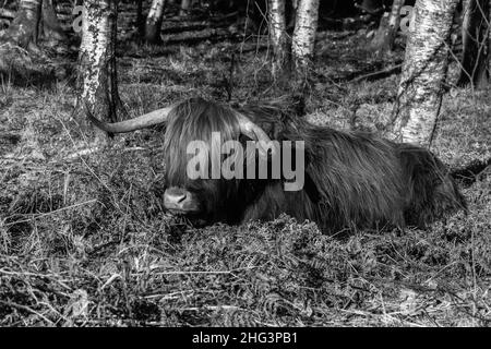 Hochlandrinder, die für die Beweidung im Wald von Dean Gloucestershire England verwendet werden. Januar 2022. Stockfoto