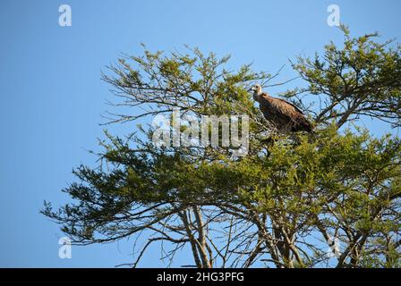 Weißrückengeier - Gyps africanus, großer Greifvogel aus afrikanischen Büschen und Savannen, Taita Hills, Kenia. Stockfoto