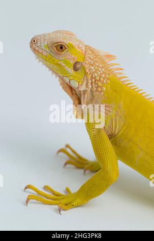 Gelber Albino Iguana isoliert auf weißem Hintergrund Stockfoto