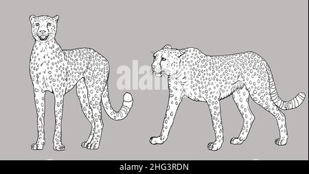 Gepard-Illustration. Silhouette der großen afrikanischen Katze gepard. Tier Raubtier Zeichnung. Stockfoto