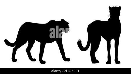 Gepard-Illustration. Silhouette der großen afrikanischen Katze gepard. Tier Raubtier Zeichnung. Stockfoto