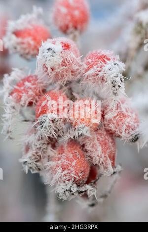 Nahaufnahme der roten Hagebutten, die im Winter auf dem mit Eiskristallen bedeckten Busch wachsen Stockfoto