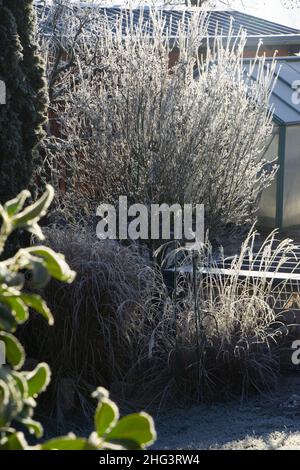 Starke Frostschicht auf einer Pflanze in der januarfrühmssonne im Ziergarten Stockfoto