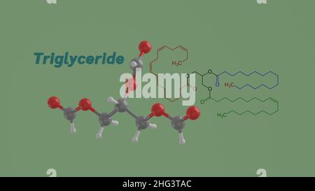 Triglycerid oder Triacylglycerol Lipid Wissenschaft chemische Struktur Formel und Modell 3D Rendering Illustration Stockfoto