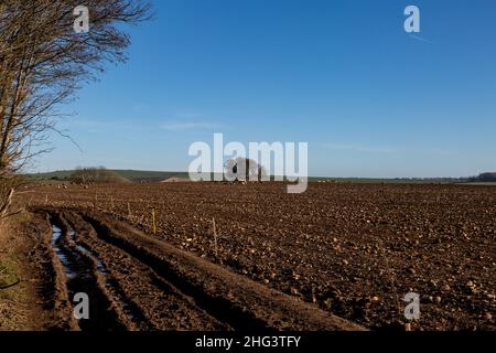 Ein schlammiger Pfad entlang des Ackerlandes in Sussex, an einem sonnigen Wintertag Stockfoto