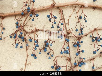 Alte Wildweinbeeren des Vorjahres. Trockene Zweige an der Wand. Rote Efeu-Blätter an einer Betonwand. Stockfoto