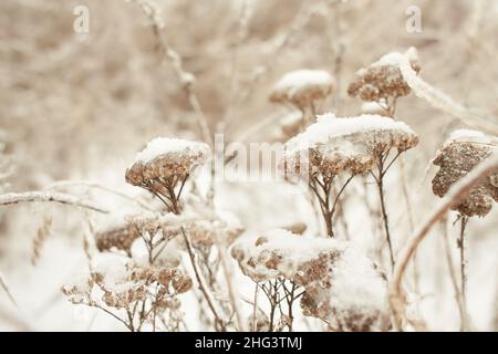 Blumen des Laubgrases, Büsche bedeckt mit Eiskruste nach dem eisigen Regen, Fragment, Hintergrund. Ausgewählter Fokus Stockfoto