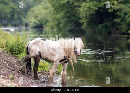 Pferd trinkt aus einem Fluss Stockfoto