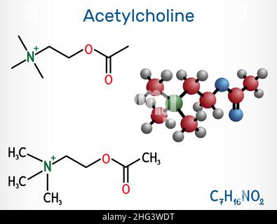 Acetylcholin, Ach-Molekül. Es ist parasympathomimetischer Neurotransmitter, Vasodilatator-Agent, Hormon, menschlicher Metabolit. Strukturelle chemische Formel und Stock Vektor