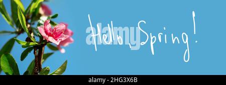 Abstrakter grüner Frühling mit rosa Baumblüten Hintergrund Banner - hallo Frühling Text - Grußkarte mit schönen Bokeh Lichter auf blauem Hintergrund Stockfoto