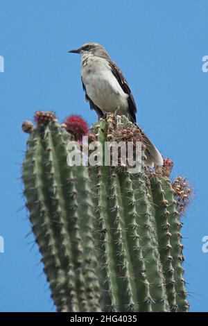 Vogel auf einer Kaktusanlage in der Tatacoa Wüste in Kolumbien, Südamerika Stockfoto