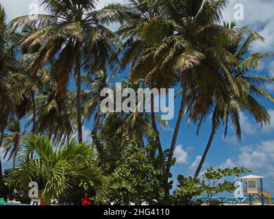 Palmen am Strand auf der Insel San Andres in Kolumbien, Südamerika Stockfoto