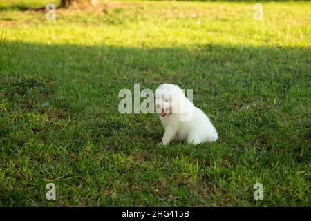 Japanische Spitz Welpen Hund Stockfoto