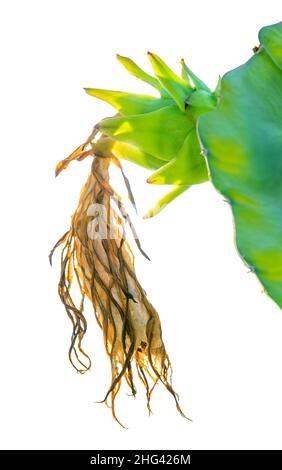 Grüne unreife Drachenfrucht wächst auf einer Pflanze mit getrockneter Blume isoliert auf weißem Hintergrund Stockfoto