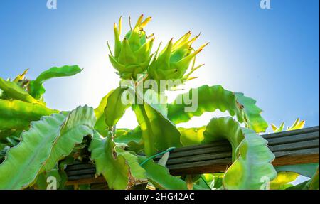 Zwei junge Drachenfrüchte wachsen auf einem Kaktuszweig auf der Drachenfrucht-Plantage Stockfoto