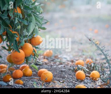 Reife Mandarinen auf dem Boden unter einem Baum in Zitrushain, mit Kopierraum Stockfoto