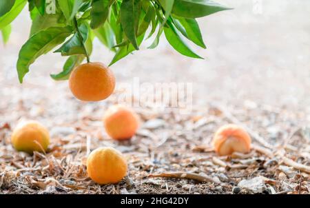 Nahaufnahme von Mandarinenzweig und Früchten, die auf dem Boden liegen Stockfoto