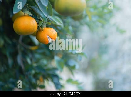 Reife Mandarinenfrucht mit gespaltener Schale auf einem Baumzweig in einem Zitrusgarten Stockfoto