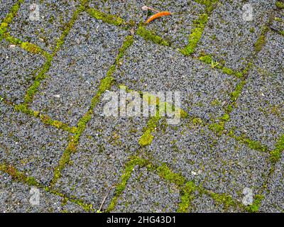 grünes Moos auf dem Bürgersteig Stockfoto