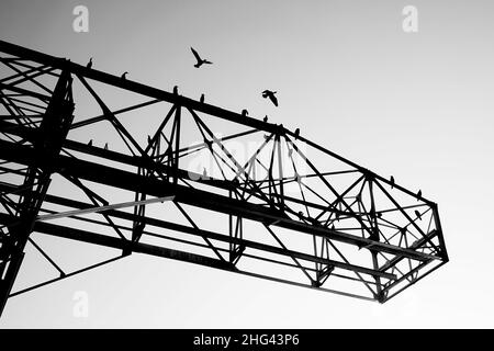 Silhouette eines Turmkrans mit einigen Vögeln, die auf der metallischen Struktur thronen und Kormorane fliegen, in Lyon, Frankreich Stockfoto