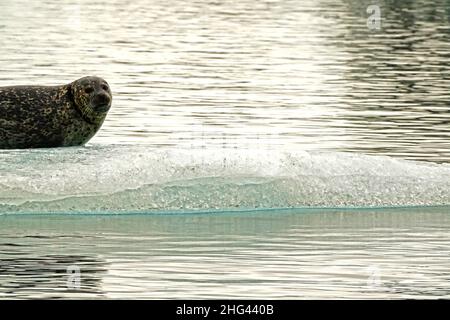 Robbe liegt auf einem Eisberg in der Lagune von Jökulsárlón, südlich von Island Stockfoto