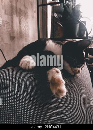 Eine schwarze Katze mit weißem Kragen liegt am Rand eines grauen Sofas in einem Raum. Stockfoto