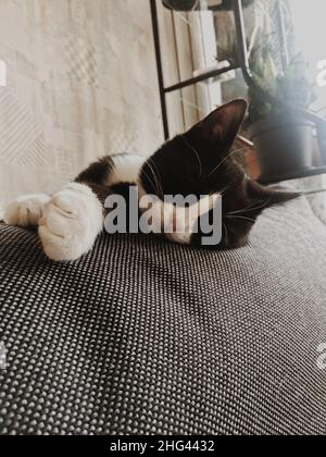 Eine schwarze Katze mit weißem Kragen liegt am Rand eines grauen Sofas in einem Raum. Stockfoto