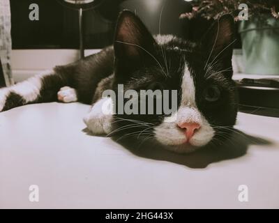 Eine schwarze Katze mit weißer Schnauze liegt auf einem Schreibtisch und blickt direkt in die Kamera Stockfoto