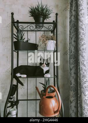 Schöne schwarze Katze mit weißer Schnauze liegt auf einem Glasblumenregal. Schöne Innenausstattung des Zimmers. Stockfoto