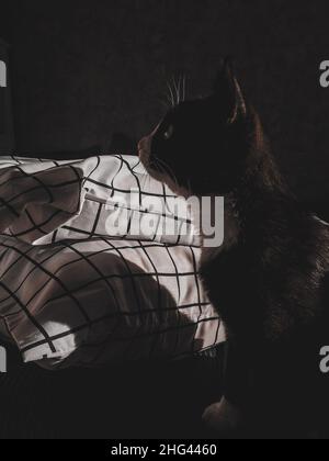Eine schwarze Katze mit einer weißen Schnauze sitzt auf einem Bett und blickt auf die Wand neben einem weißen Kissen, das im Frühlingssonne leuchtet Stockfoto