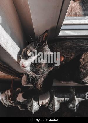 Eine schwarze Katze mit weißer Schnauze liegt auf der Fensterbank neben den Heizkörpern und wärmt ihre Pfoten Stockfoto