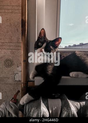 Eine schwarze Katze mit weißer Schnauze liegt auf der Fensterbank neben den Heizkörpern und wärmt ihre Pfoten Stockfoto
