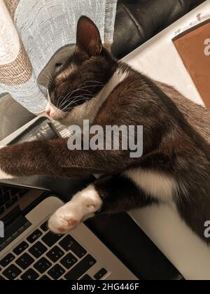 Eine schwarze Katze liegt auf einem Tisch neben einem Laptop und wärmt sich in der Frühlingssonne auf Stockfoto