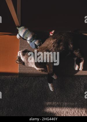 Eine schwarze Katze schläft in der Frühlingssonne auf einem Nagelspitzer neben Spielzeug. Stockfoto