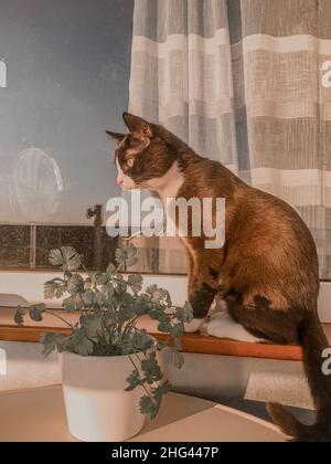 Eine schwarze Katze mit weißer Schnauze sitzt auf einer Fensterbank im Raum und beobachtet die Frühlingssonne. Stockfoto