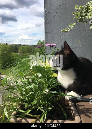 Schwarze Katze schläft auf einem Balkon Holzgeländer neben einem Blumentopf, wo an einem sonnigen Sommertag grüne Pflanzen wachsen. Stockfoto