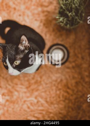 Schwarze Katze sitzt neben einer Schüssel mit Futter und wartet auf Nahrung. Der Host wird angezeigt. Stockfoto