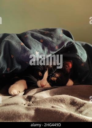 Schwarze Katze mit weißer Schnauze liegt auf einem Bett unter einer blauen Decke, die von der Frühlingssonne beleuchtet wird. Stockfoto