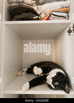 Eine schwarze Katze mit weißem Kragen liegt auf weißen Holzregalen. Stockfoto