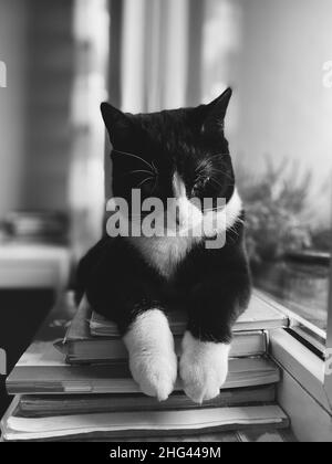 Schwarze Katze mit weißer Schnauze liegt auf einer Fensterbank mit gekreuzten Pfoten über Lehrbüchern und blickt aus dem Fenster. Stockfoto