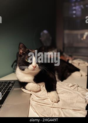 Schwarze Katze mit weißem Hals liegt auf einem weißen Schreibtisch neben einem Laptop. Stockfoto