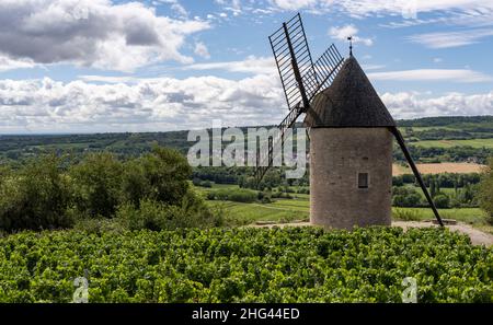 Die Mühle von Santenay im Burgund in Frankreich mit großen Weingärten an einem Sommertag. Stockfoto